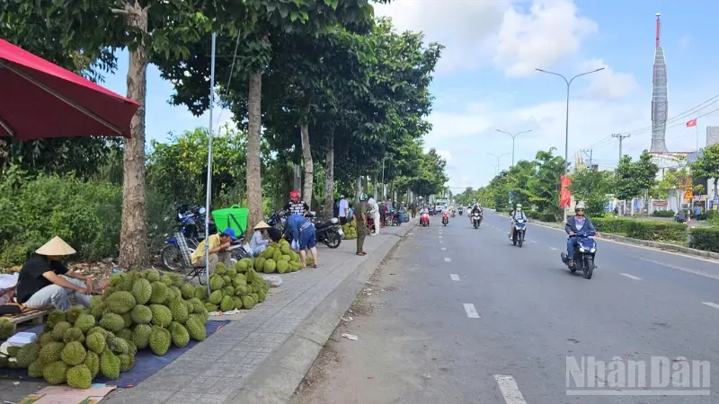 Export buyer looking for Ri6 and Monthong durian supply